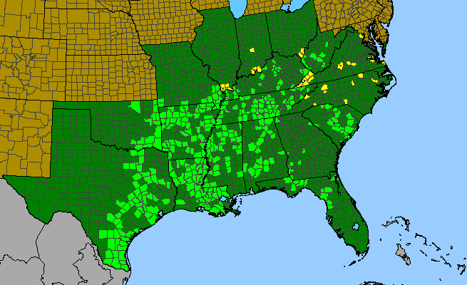 The range of Fleischmannia incarnata
